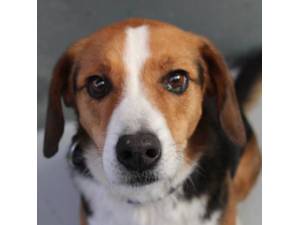 Eric - Male Beagle cross Collie Photo
