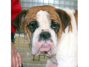Vera - Female Bulldog cross Beagle Photo