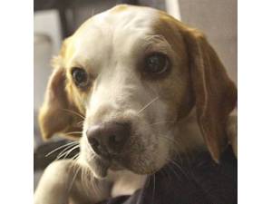 Floss - Female Beagle Photo