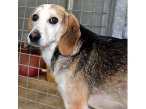 Keel - Male Hound Photo