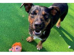 Rusty - Male Terrier Photo
