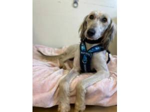 Pepsi - Male Lurcher Photo