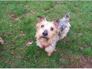 BUSTER - Yorkshire Terrier Photo