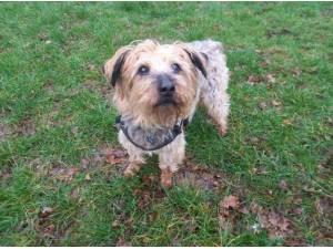 MAX - Yorkshire Terrier Photo