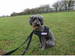 KASEY - Poodle (Miniature) Photo
