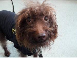 MADDIE - Poodle (Miniature)
crossbreed Photo