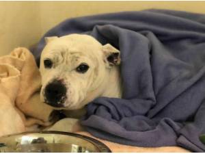 FREDDIE - Staffordshire Bull Terrier Photo