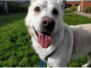 SNOWY - German Shepherd
crossbreed Photo