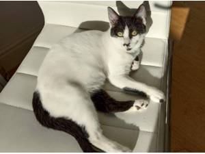 HOPE - Domestic Shorthair
crossbreed Photo