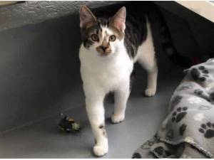 CHUNK - Domestic Shorthair
crossbreed Photo