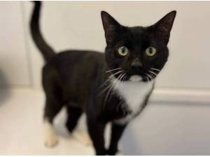 LOUIE - Domestic Shorthair
crossbreed Photo