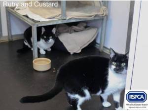 RUBY AND CUSTARD - Domestic Shorthair
crossbreed Photo