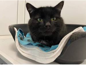 JACK - Domestic Shorthair
crossbreed Photo