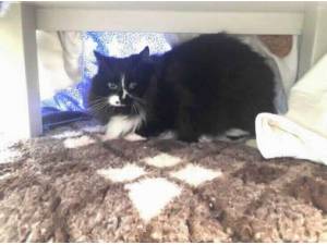 BLOSSOM - Domestic Longhair Photo