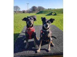 Alfie and Barney - Crossbreed Photo