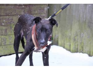 Beau - Male Lurcher Photo