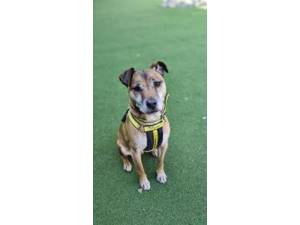 Cheddar - Male Terrier Cross Photo