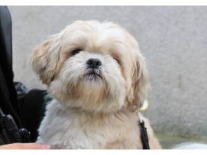 Gilbert - Male Shih Tzu Photo