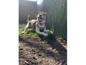 Jack - Male Jack Russell Terrier (JRT) Photo