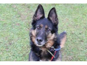 Lady - Female German Shepherd Dog (GSD / Alsatian) Photo