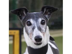 Lady - Female Greyhound Photo