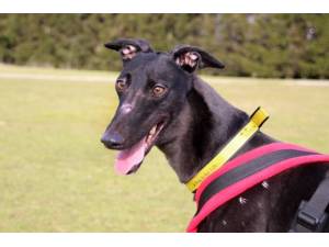 Laura - Female Greyhound Photo