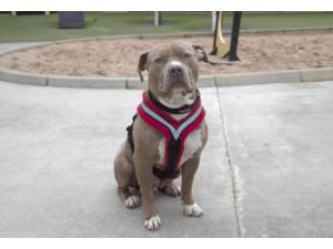 Maya - Female American Bulldog Photo