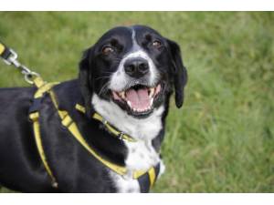 Sadie - Female Collie Cross (Border) Photo