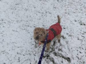 Scruffy - Male Terrier Cross Photo