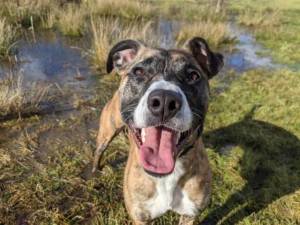 Tigger - Male Lurcher Photo