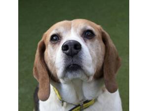 Whispa - Female Beagle Photo