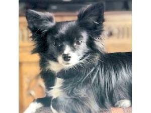 Gizmo - Male Chihuahua Photo