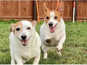 POPPY AND MAISIE - Jack Russell Terrier Photo