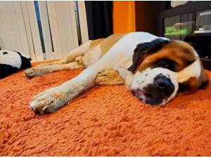 BUTCH - Saint Bernard Photo