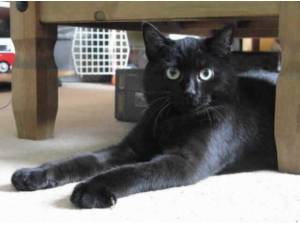 BAUBLE - Domestic Shorthair
crossbreed Photo