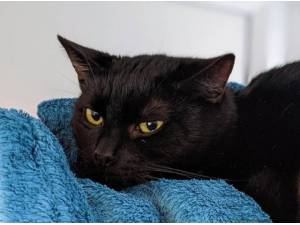 RHUBARB - Domestic Shorthair
crossbreed Photo