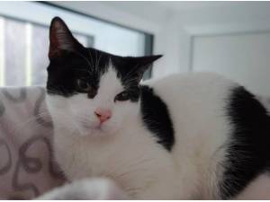 RAISIN - Domestic Shorthair
crossbreed Photo
