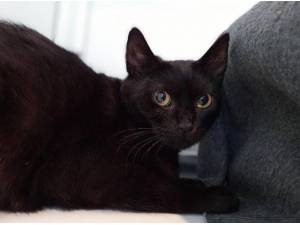 QUINCE - Domestic Shorthair
crossbreed Photo