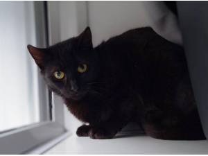 PRUNE - Domestic Shorthair
crossbreed Photo