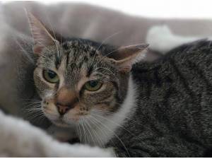 PLUM - Domestic Shorthair
crossbreed Photo