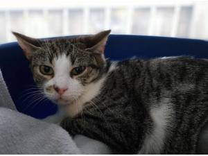 PEACH - Domestic Shorthair
crossbreed Photo