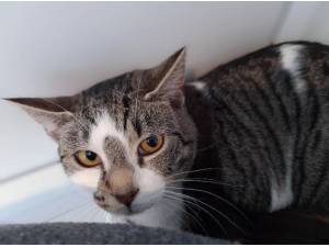 OLIVE - Domestic Shorthair
crossbreed Photo