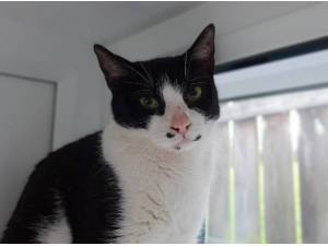 MANGO - Domestic Shorthair
crossbreed Photo