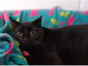 KIWI - Domestic Shorthair
crossbreed Photo