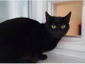 FIG - Domestic Shorthair
crossbreed Photo