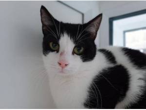 CHERRY - Domestic Shorthair
crossbreed Photo