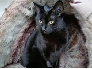 JASMINE - Domestic Shorthair
crossbreed Photo