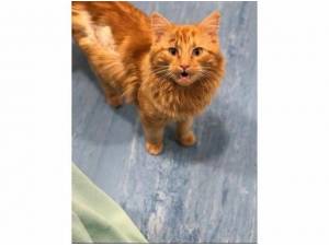 CLARENCE - Domestic Longhair
crossbreed Photo