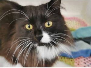 CRACKER - Domestic Longhair
crossbreed Photo