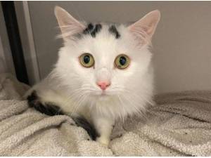 FLUFFY - Domestic Longhair
crossbreed Photo